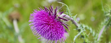 Mariendistelöl (Silybum marianum)